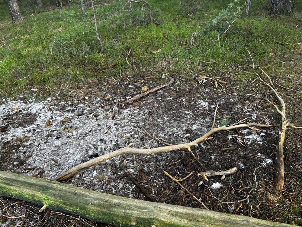 Giftköder-Knochen und Fell-Profilbild