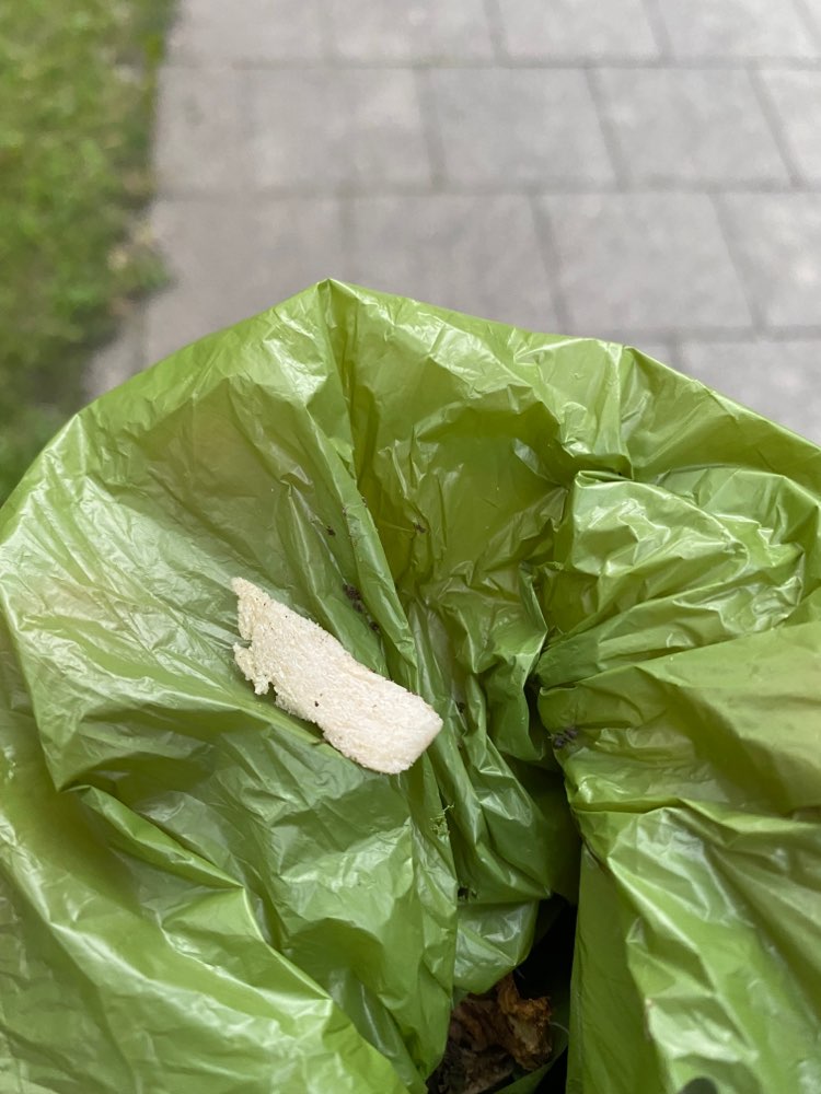 Giftköder-Käsestücke-Profilbild