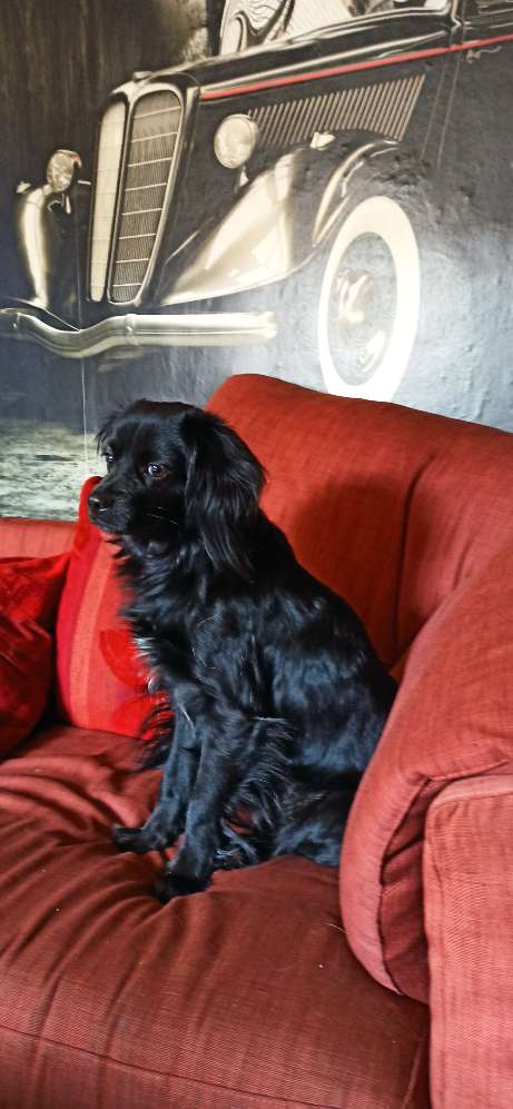 Hundetreffen-Hundetreffen für Hunde klein und mittel-Profilbild