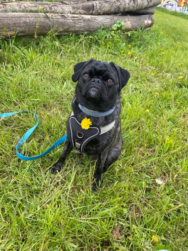 Hundetreffen-Training und Spielpartner gesucht-Profilbild