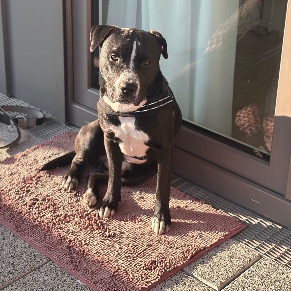 Hundetreffen-Social Walk/ gemeinsames Training / Spielen / kontrollierter Kontakt-Profilbild