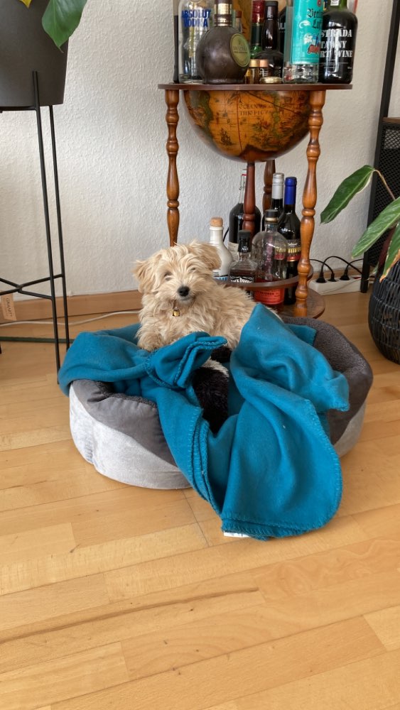 Hundetreffen-Welpentreffen in Mitte-Profilbild