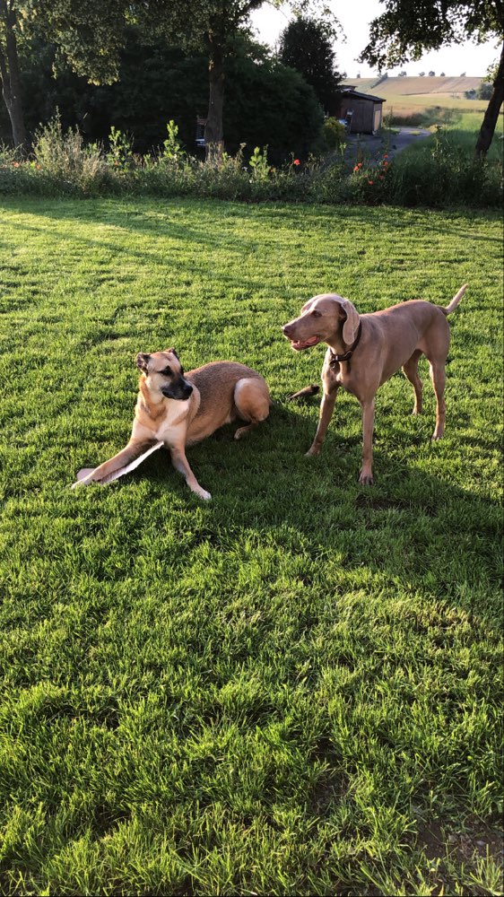 Hundetreffen-Spielrunde für die Großen-Profilbild