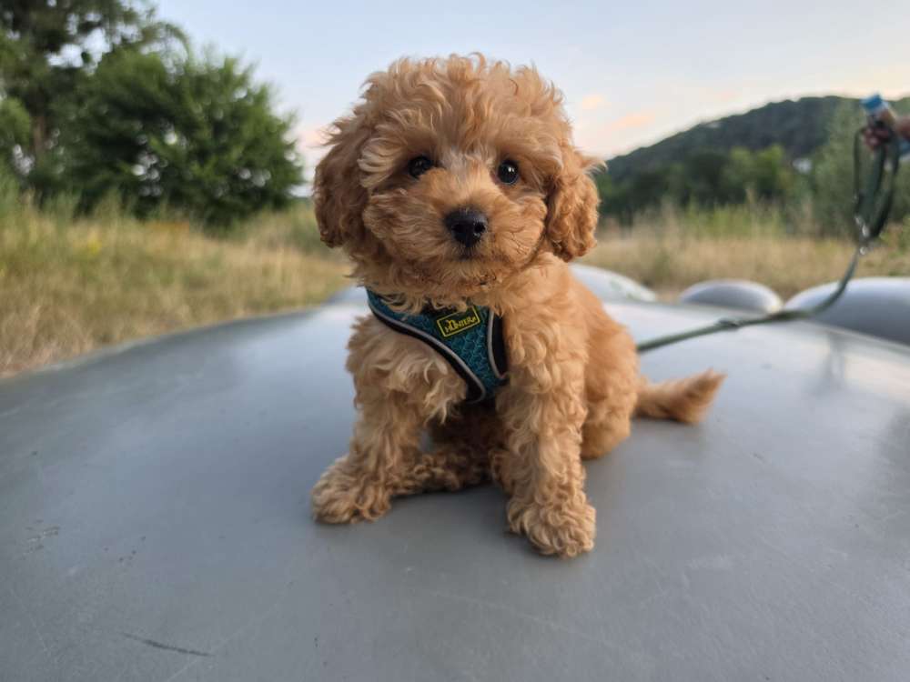Hundetreffen-Welpentreffen mit Ares dem Zwergpudel-Profilbild