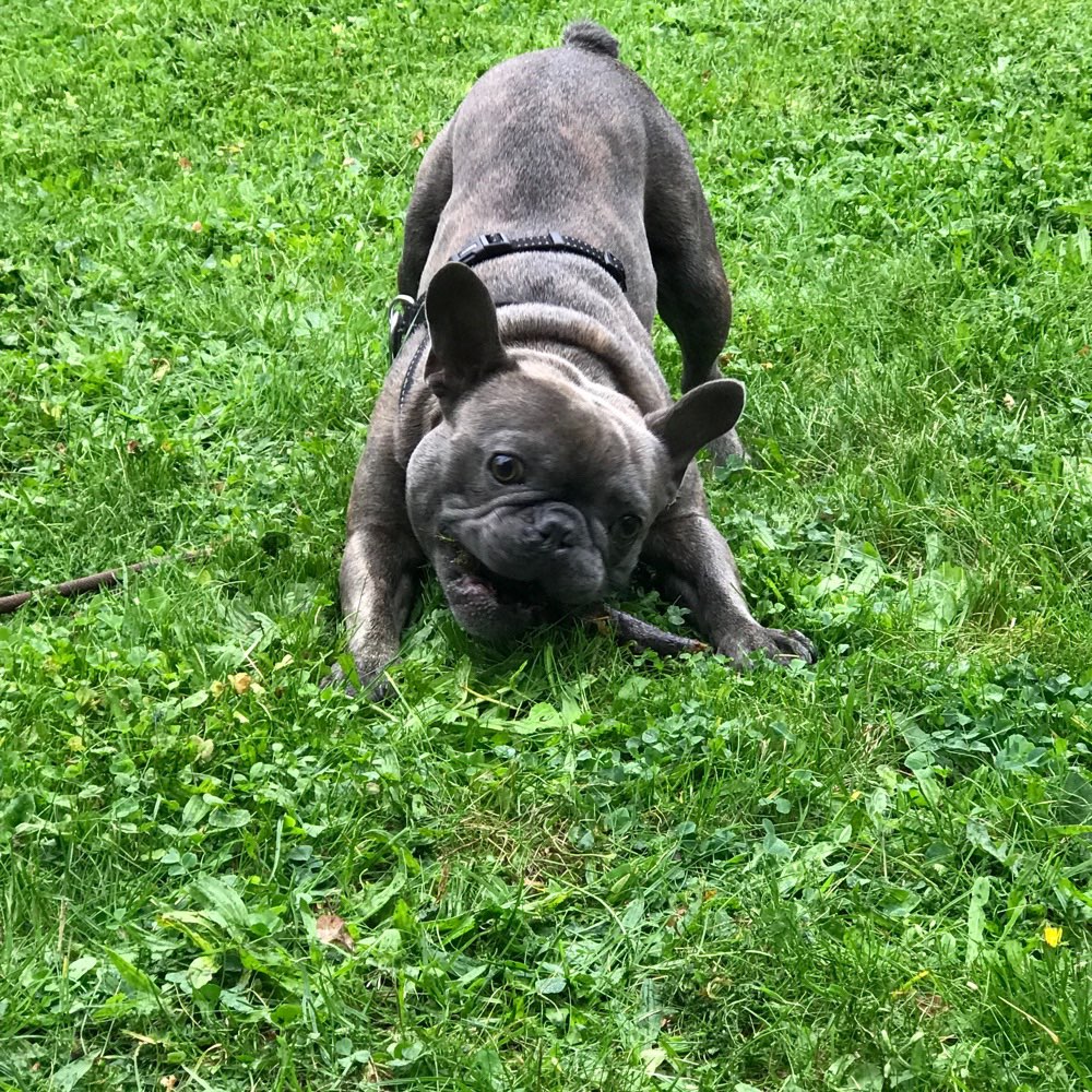 Hundetreffen-Spielen in Dierkow und Umgebung-Profilbild