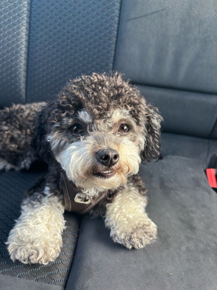 Hundetreffen-Spielpartner für Susi-Profilbild