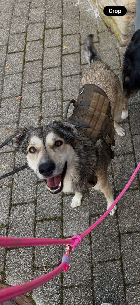 Suchmeldung-Dooley-Profilbild