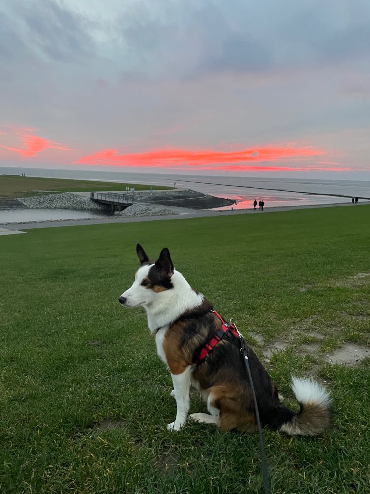 Hundetreffen-Neue Spielkameraden gesucht-Profilbild