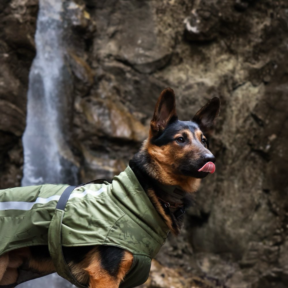 Hundetreffen-Social Walk / Übungstreffen-Profilbild