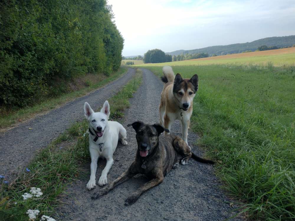 Hundetreffen-Suchen Gassigesellschaft-Profilbild