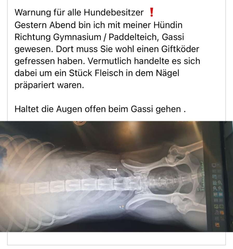 Giftköder-Giftköder mit Nägeln-Profilbild