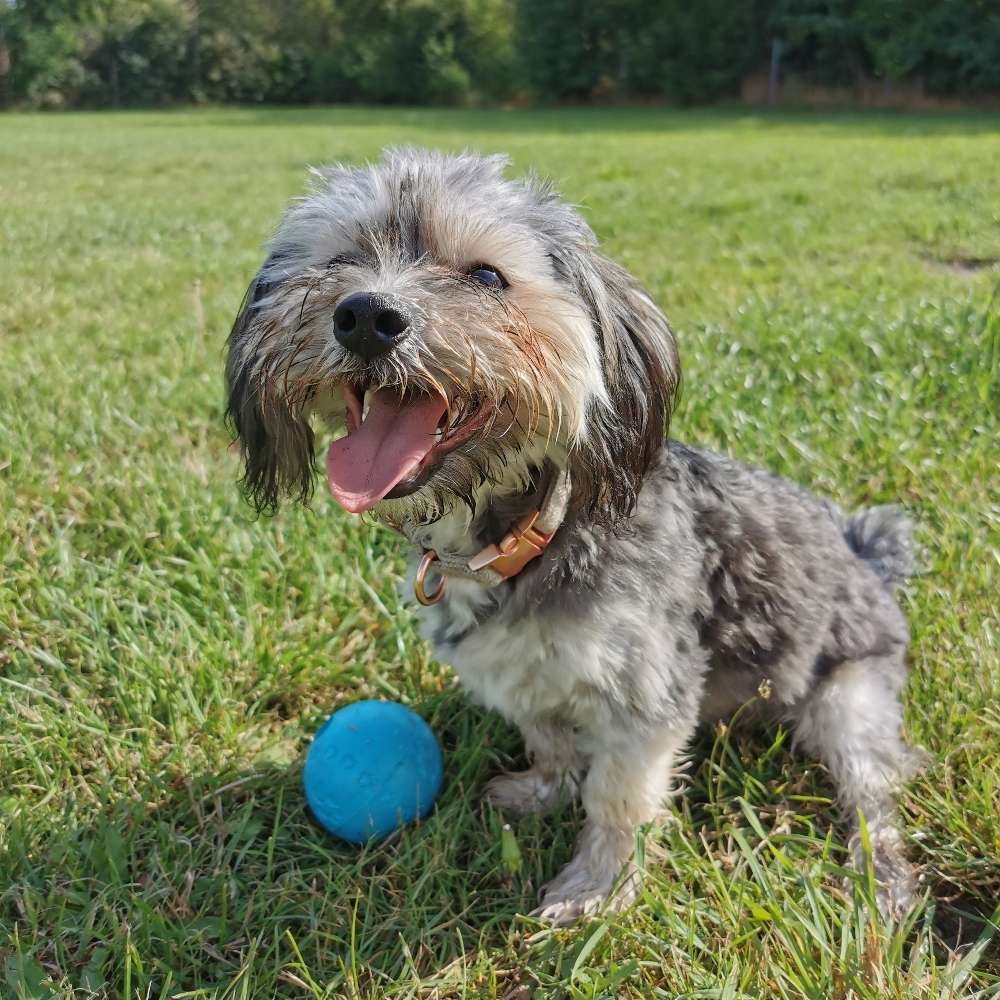 Hundetreffen-Betty sucht Spielkameraden-Profilbild