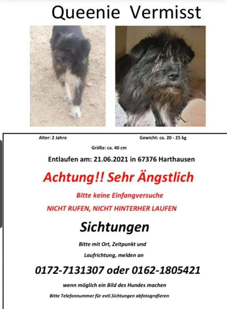 Suchmeldung-QUEENIE-Profilbild