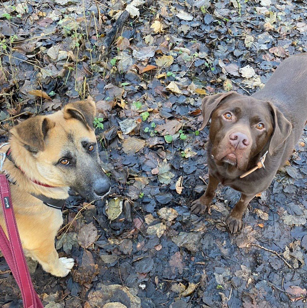 Hundetreffen-Gassirunde Wulsdorf-Profilbild
