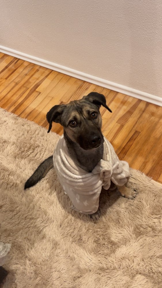 Hundetreffen-Gemeinsame Gassi-/Spielpartner gesucht-Profilbild