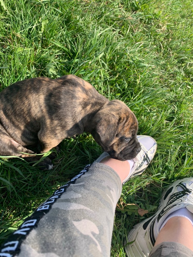 Hundetreffen-Suche Welpenfreunde für meinen kleinen Pepe🐕😊-Profilbild