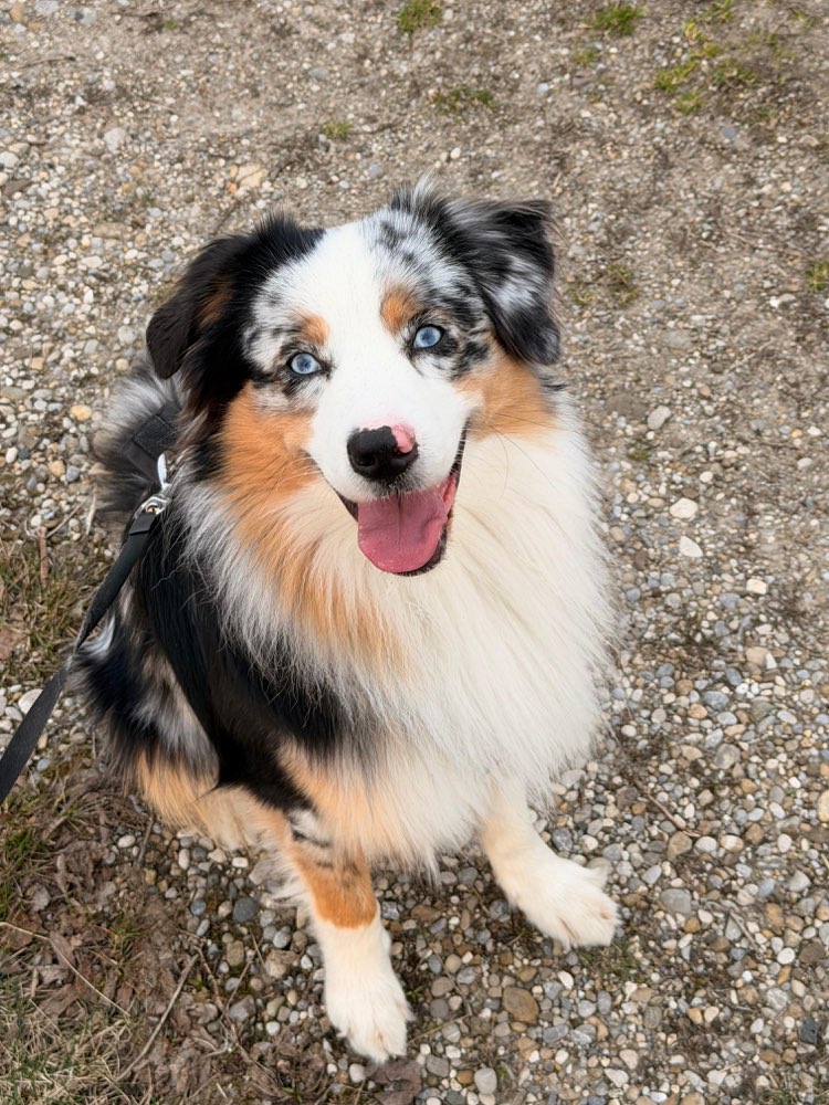 Hundetreffen-Spielpartner/Trainingspartner gesucht-Profilbild