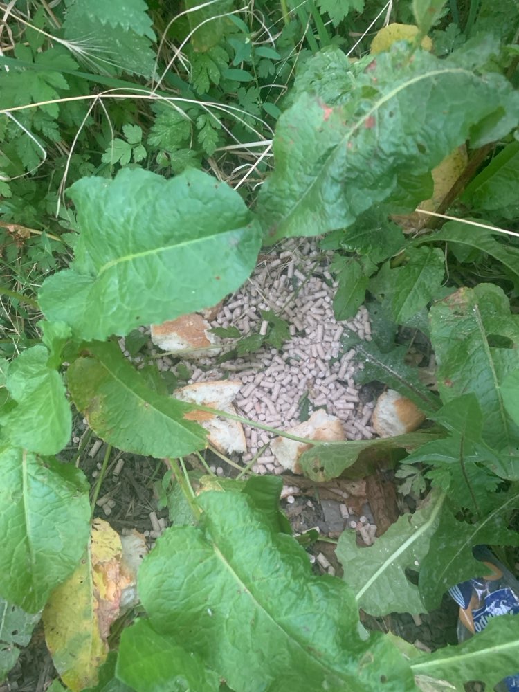 Giftköder-Brot und vermutlich Blaukorn-Profilbild