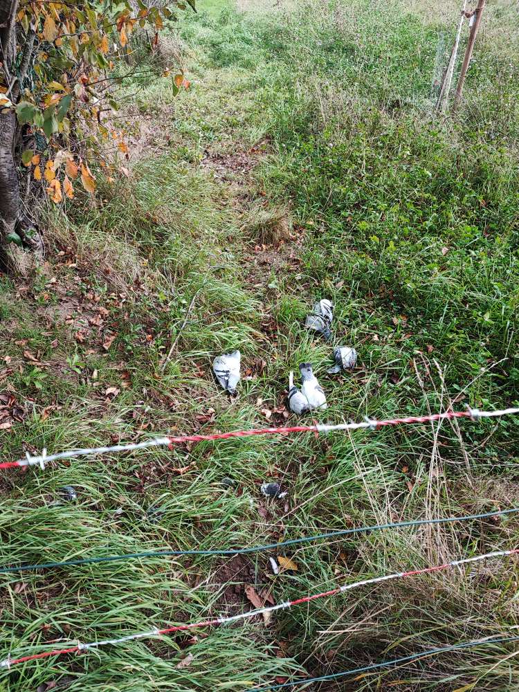 Giftköder-Tote Tauben-Profilbild