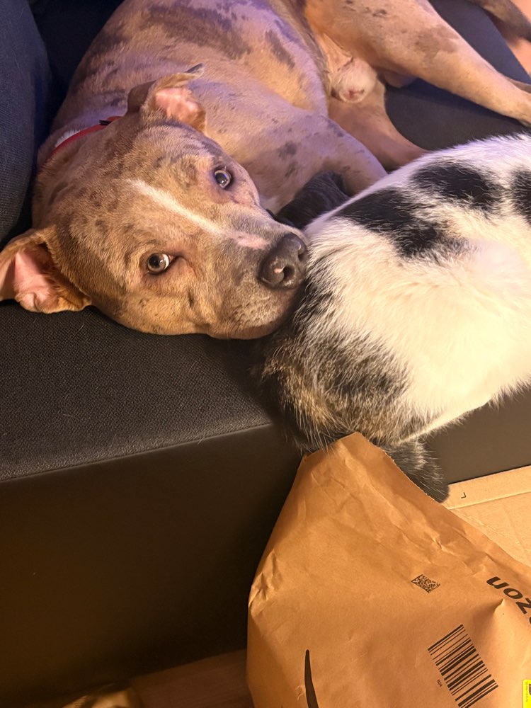 Hundetreffen-Damon sucht Freunde zum spielen.-Profilbild