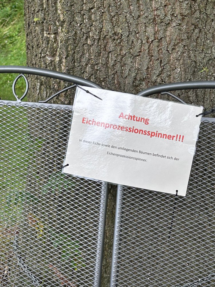 Giftköder-Eichenprozessionsspinner-Profilbild