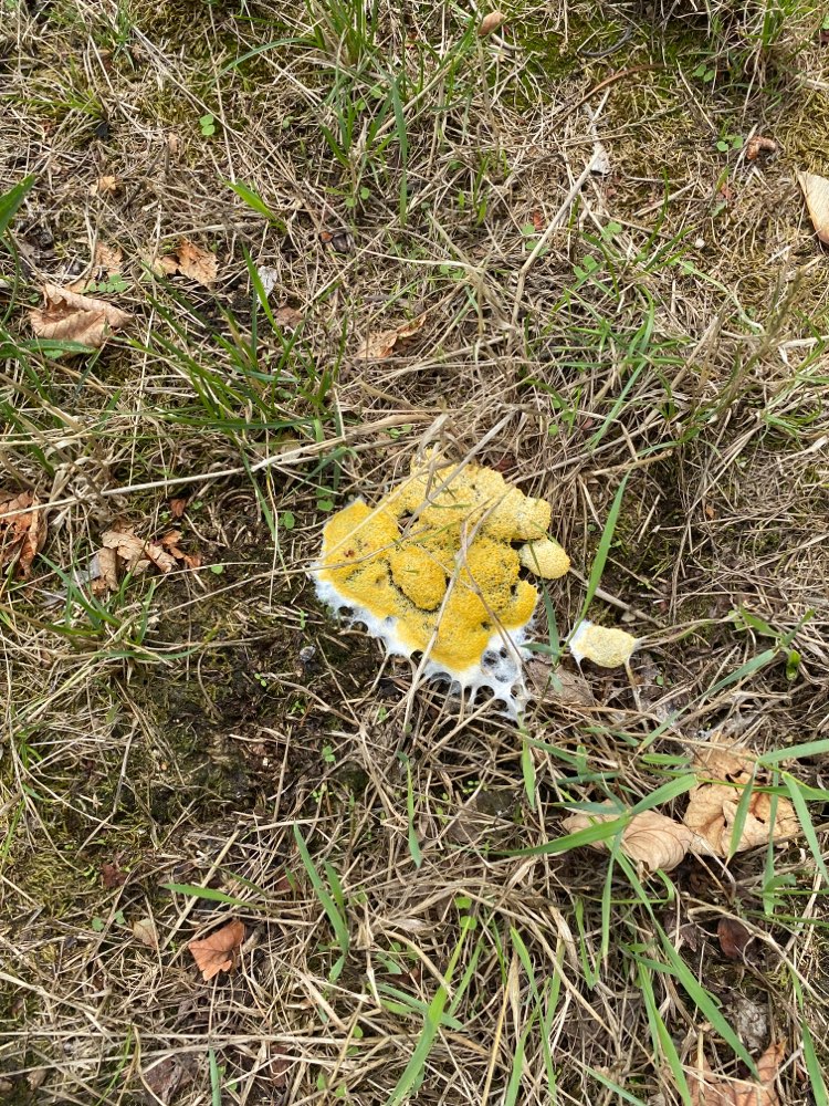 Giftköder-Eigenartige Konsistenz auf der Wiese-Profilbild