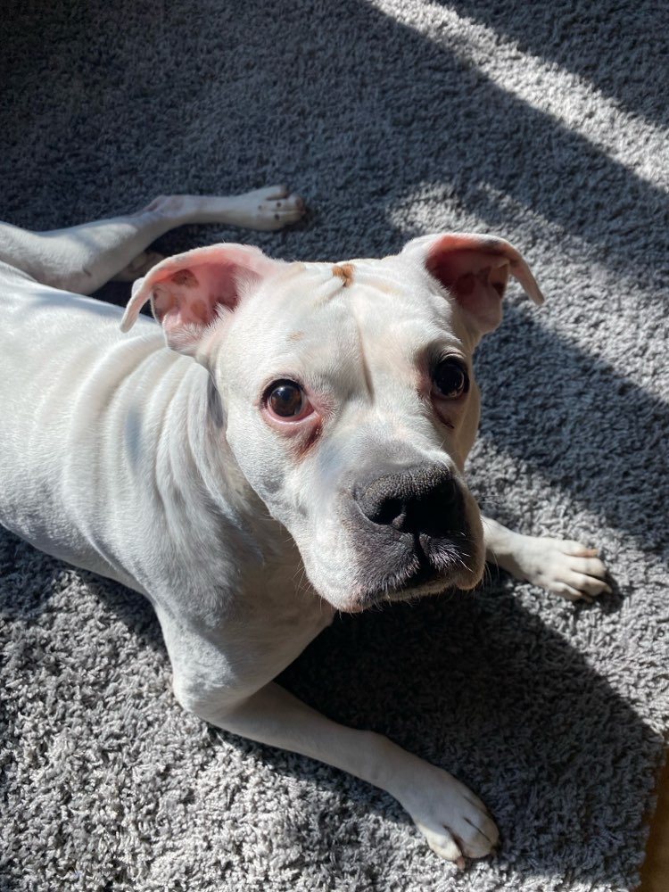 Hundetreffen-Spiel/- Gassirunde mit ruhigen Hunden-Profilbild