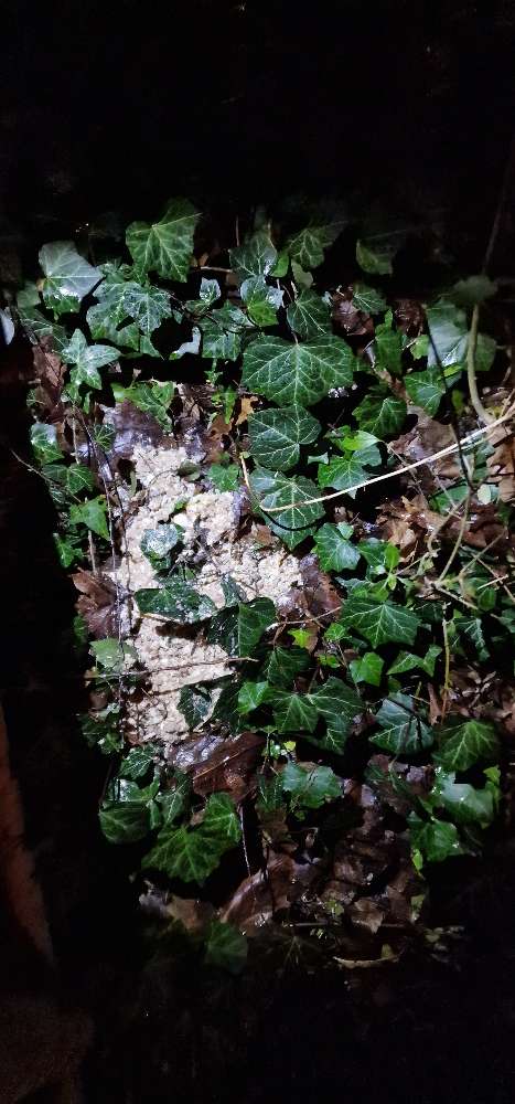 Giftköder-Ggfs. Giftköder-Profilbild