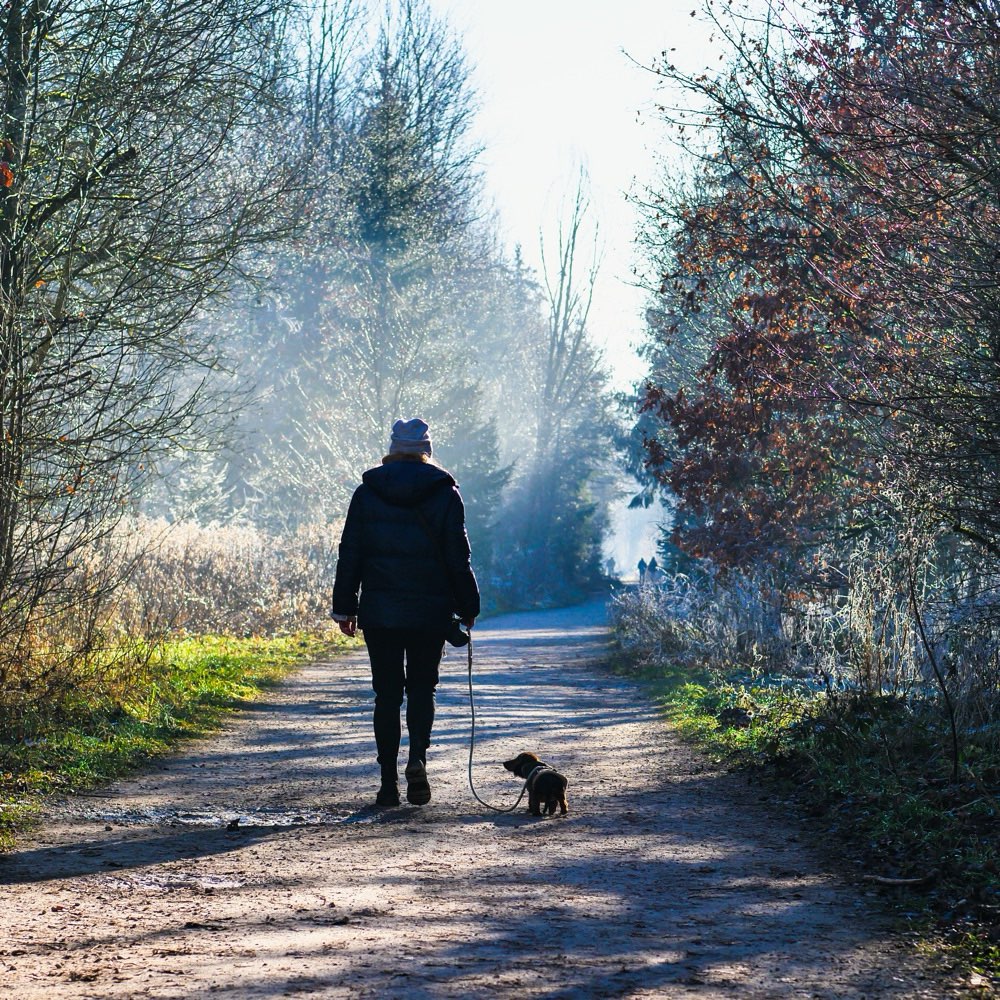 Hundetreffen-Welpentreff zum Spielen | Gassi gehen-Profilbild