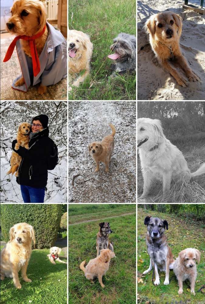 Hundetreffen-Gemeinsam Gassi gehen-Profilbild