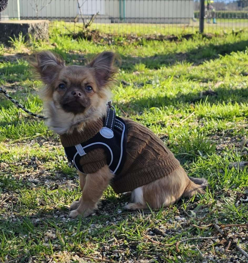 Hundetreffen-Gassi Freund und später evtl.zum spielen-Profilbild