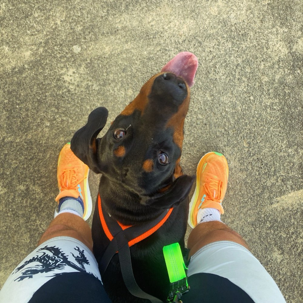 Hundetreffen-Canicross/Joggen mit Hund-Profilbild
