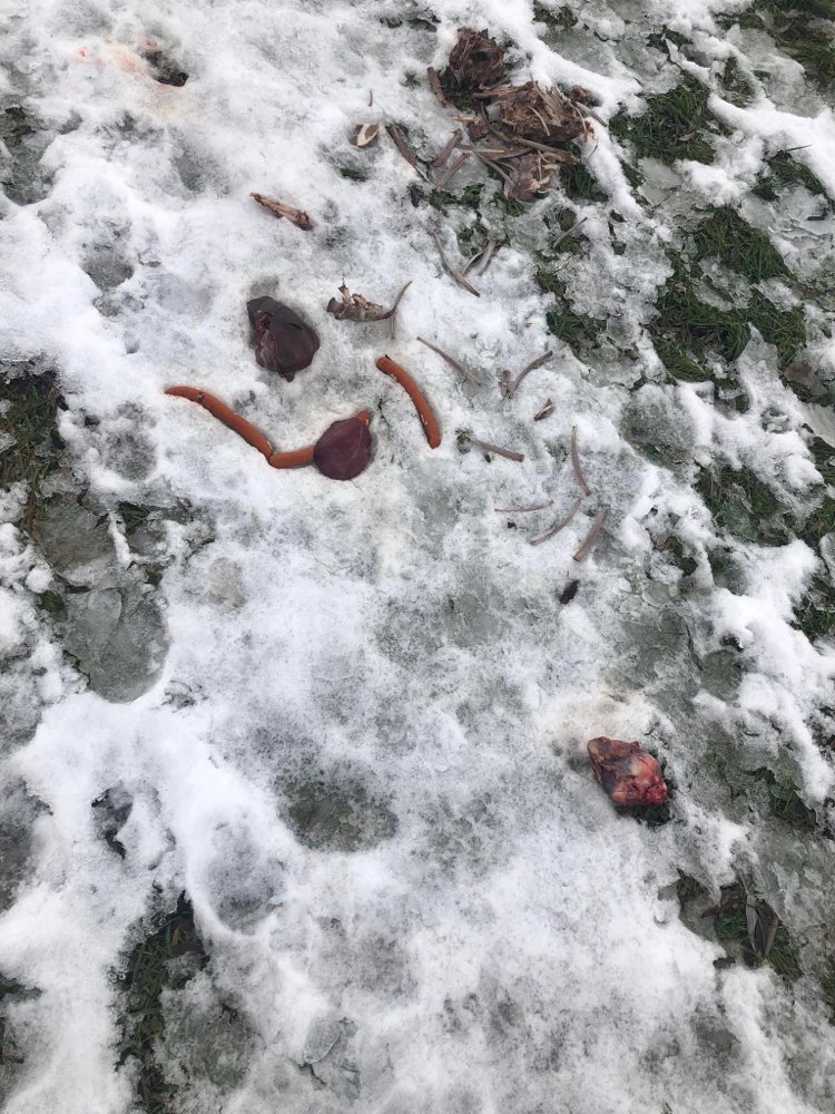 Giftköder-Möglicherweise Giftköder-Profilbild