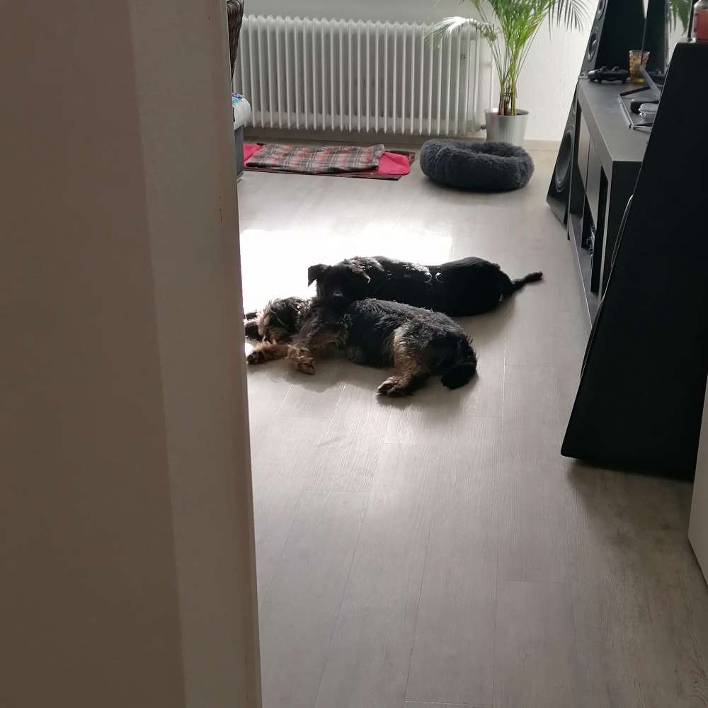 Hundetreffen-Gassirunde/ spielen und toben-Profilbild