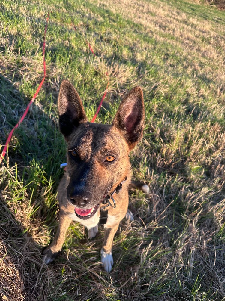 Hundetreffen-Hundefreund oder Hundefreundin gesucht-Profilbild