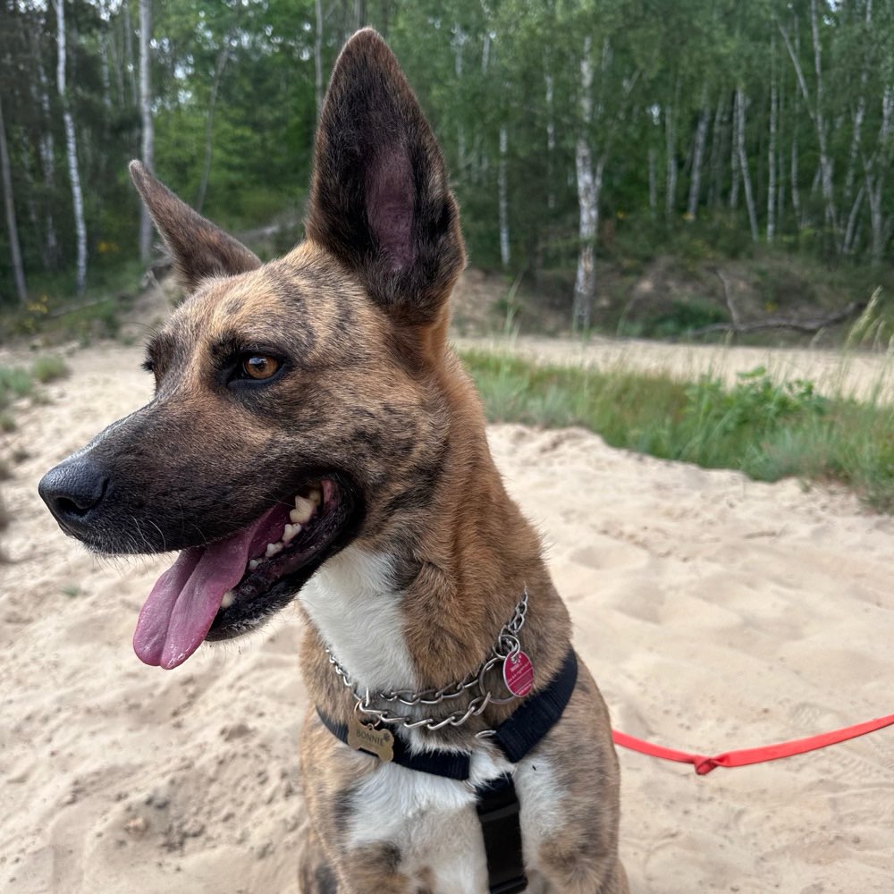Hundetreffen-Trainingshunde gesucht-Profilbild