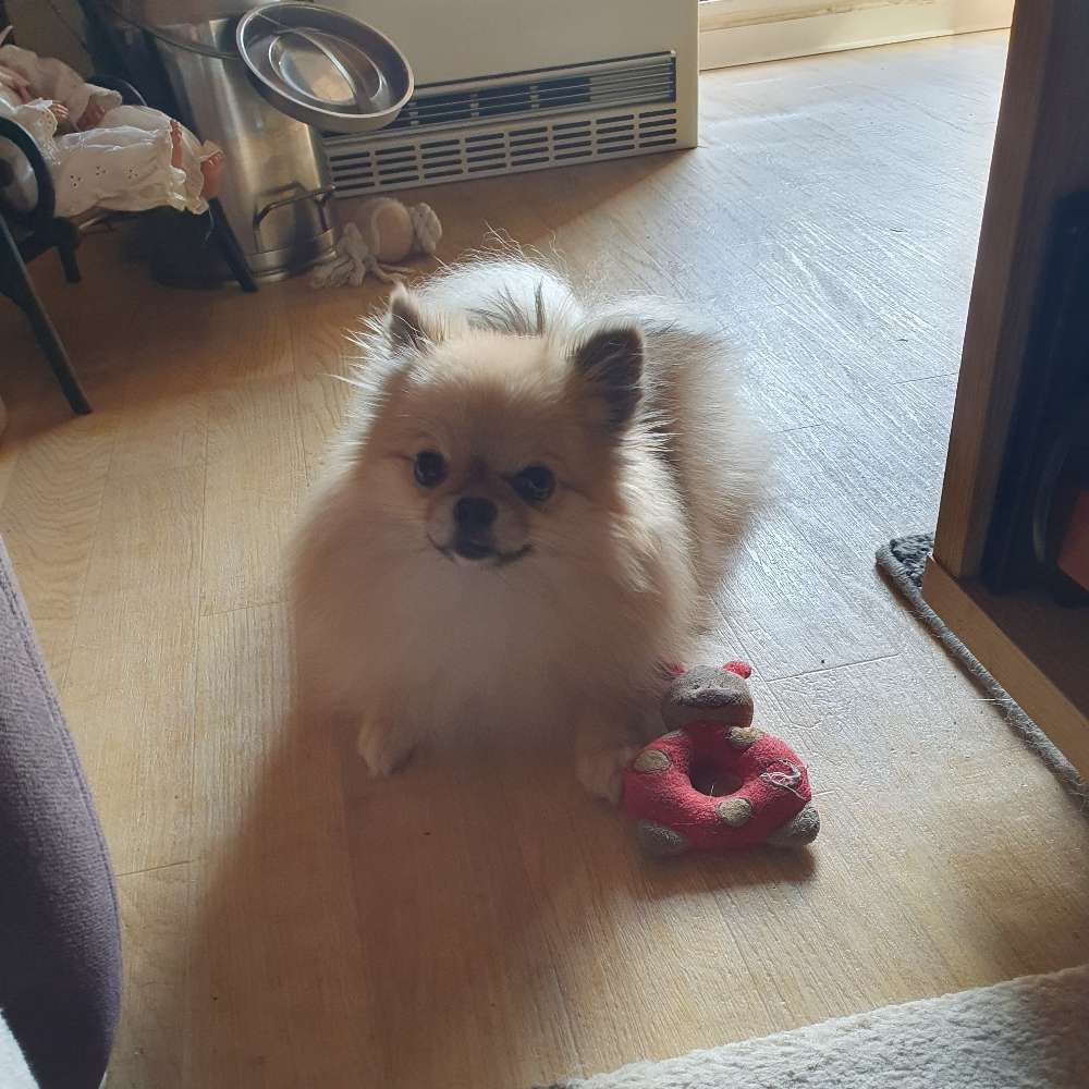 Hundetreffen-Zwergspitz Treffen-Profilbild