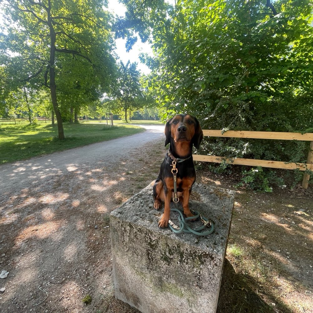 Hundetreffen-Social Walk o.ä. Volkspark Dutzendteich-Profilbild