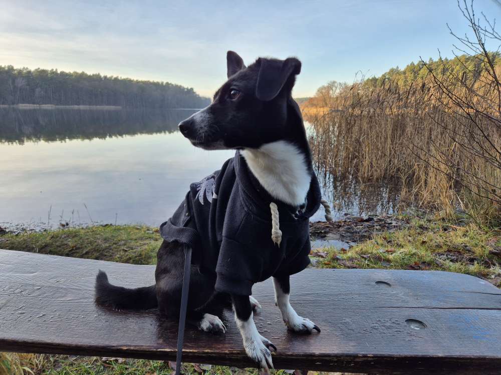 Hundetreffen-Hundefreunde für Trainings- und Gassirunde in OPR/Oberhavel gesucht-Profilbild