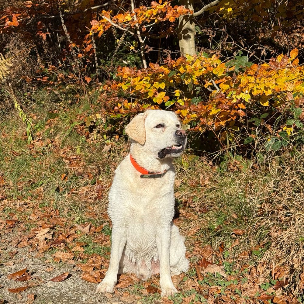 Hundetreffen-Trainings Buddies für Fussarbeit gesucht-Profilbild