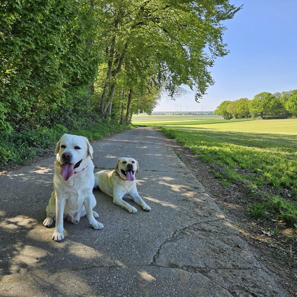 Hundetreffen-Kleine (private) Trainingsgruppe für Grundgehorsam  - 4-5 Mensch-Hund-Teams-Profilbild