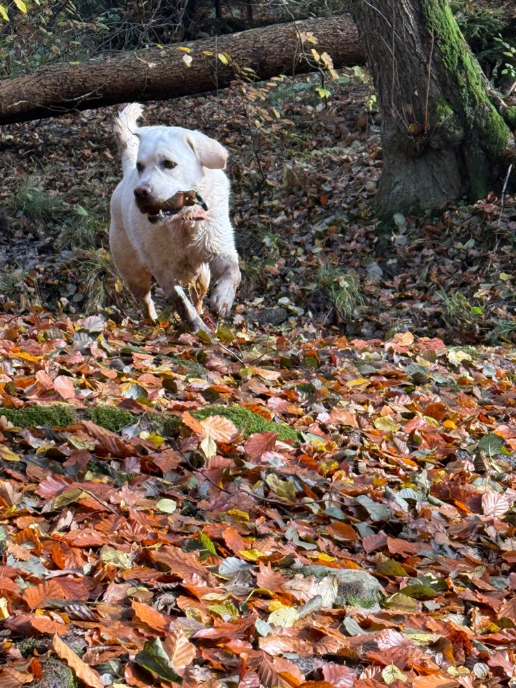 Hundetreffen-Dummy Trainingspartner gesucht-Profilbild