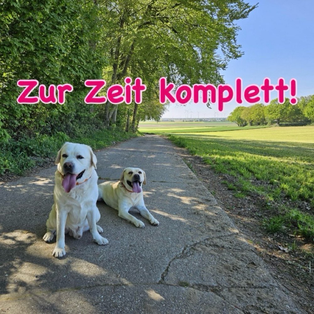 Hundetreffen-Kleine (private) Trainingsgruppe für Grundgehorsam  - 4-5 Mensch-Hund-Teams-Profilbild