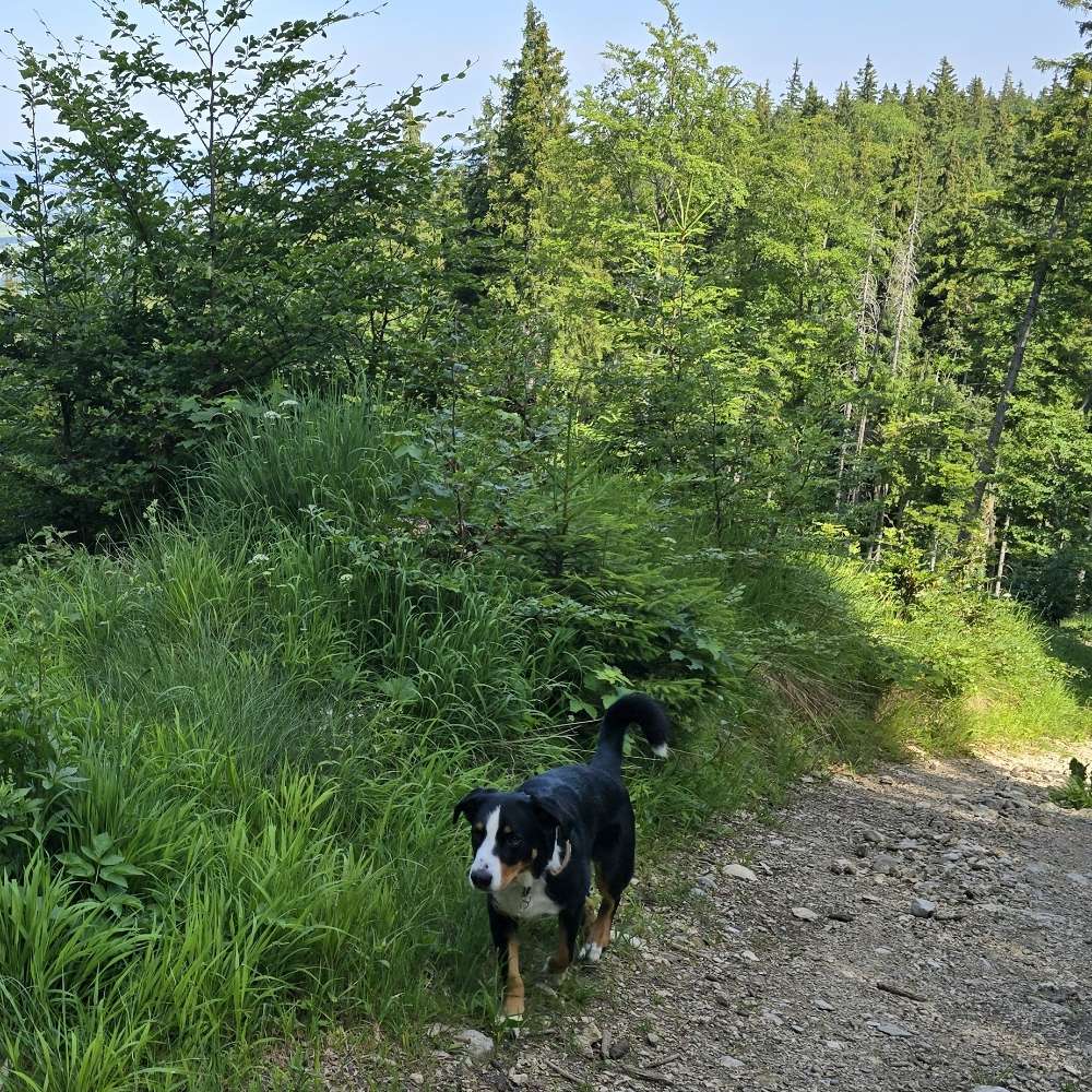 Hundetreffen-Gassi, wandern, baden-Profilbild