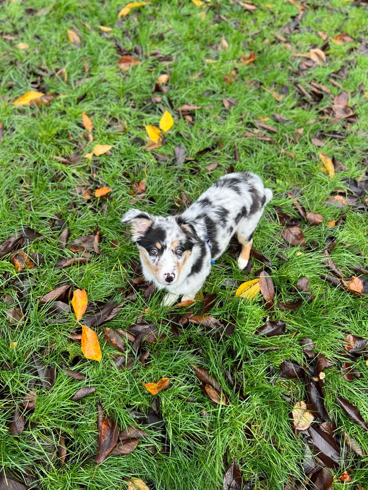 Hundetreffen-Welpen/Junghunde Spiele und Quatsch Runde-Profilbild