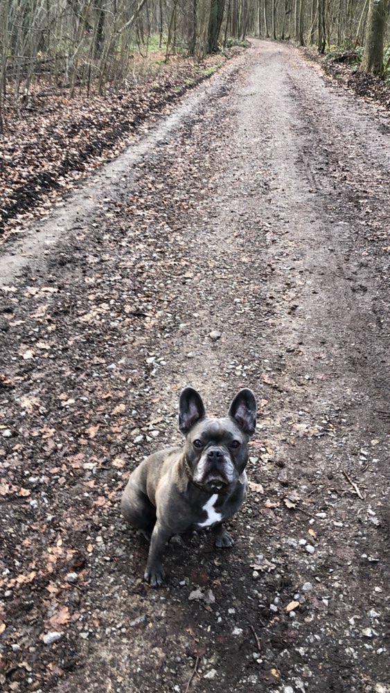 Hundetreffen-Gassi gehen und neue Spielfreunde finden- Dormagen-Profilbild