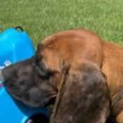 Hundetreffen-Hundetreffen zum Spürhundsport in Tecklenburg zum-Profilbild