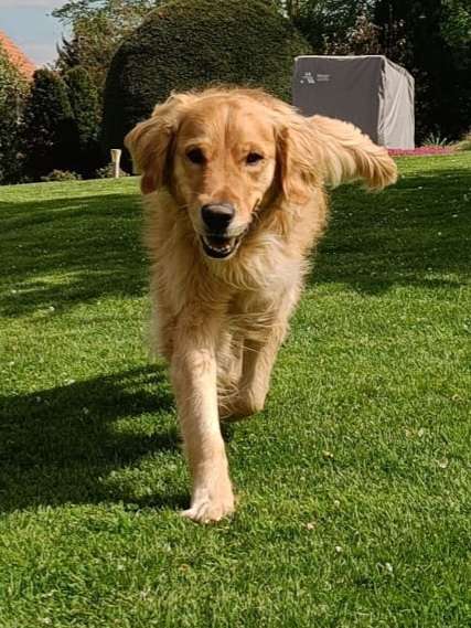 Hundetreffen-Hundefreunde zum Spielen und Gassi gehen gesucht-Profilbild