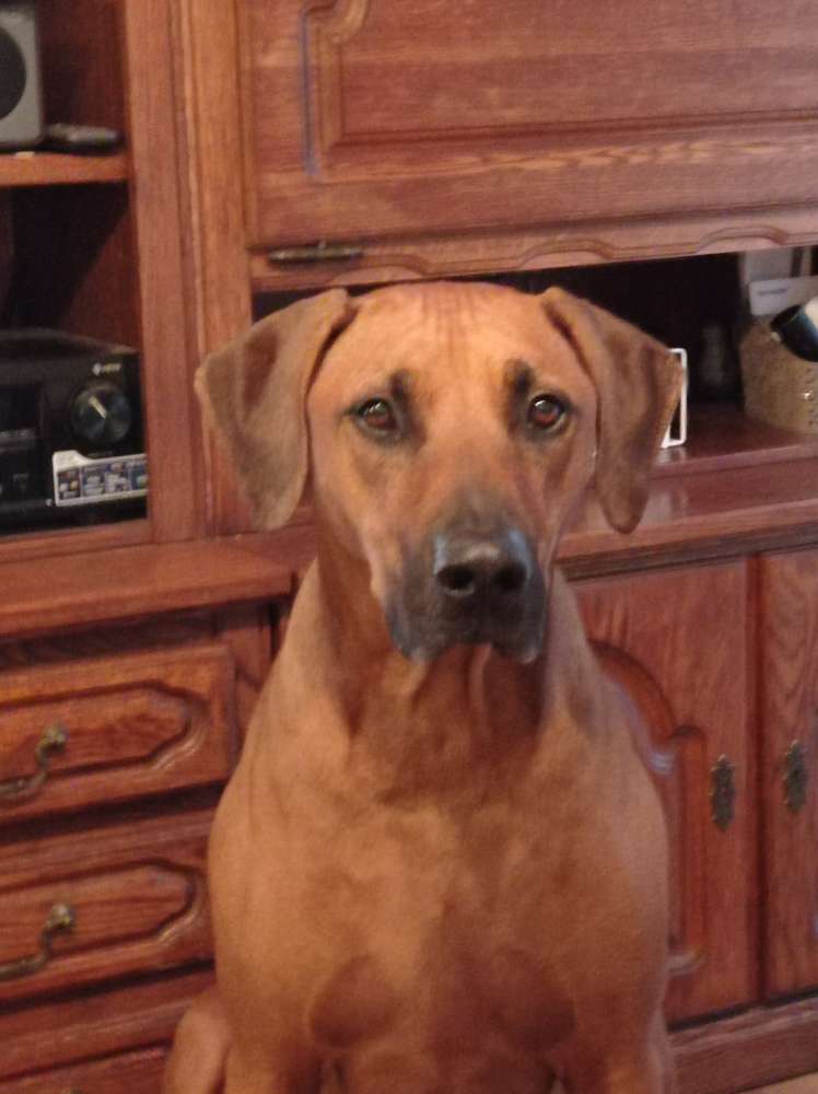 Hundetreffen-Ridgeback treffen Neuss-Profilbild