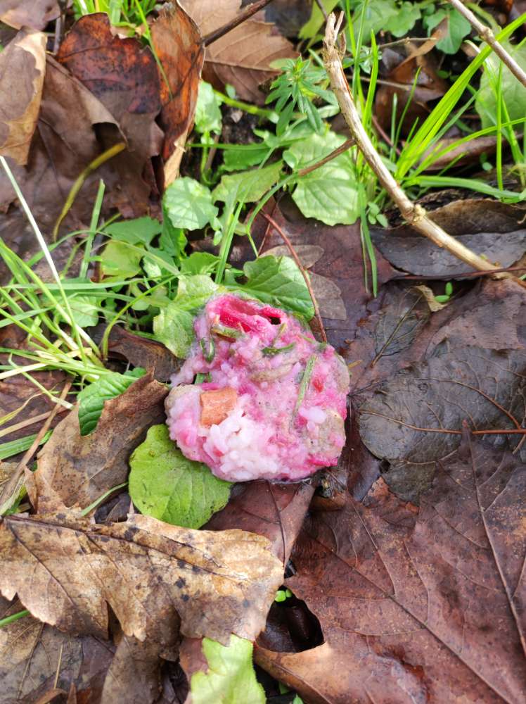 Giftköder-Möglicher Giftköder mit Fleischstücken-Profilbild